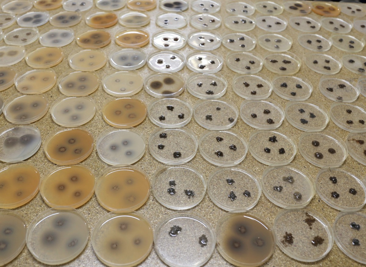 Soil Testing Services